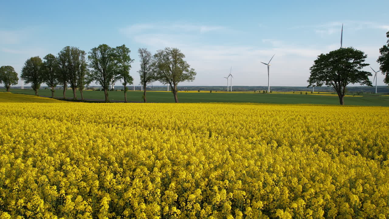 vuelo bajo de aviones no tripulados sobre flores de colza amarillas