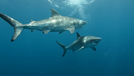 sharks underwater