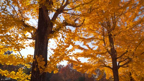 cinematic slider over bright and vibrant yellow trees in fall with sun flares