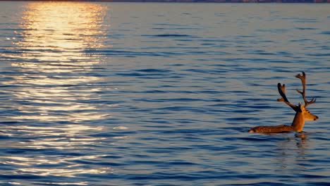 deer swimming in water