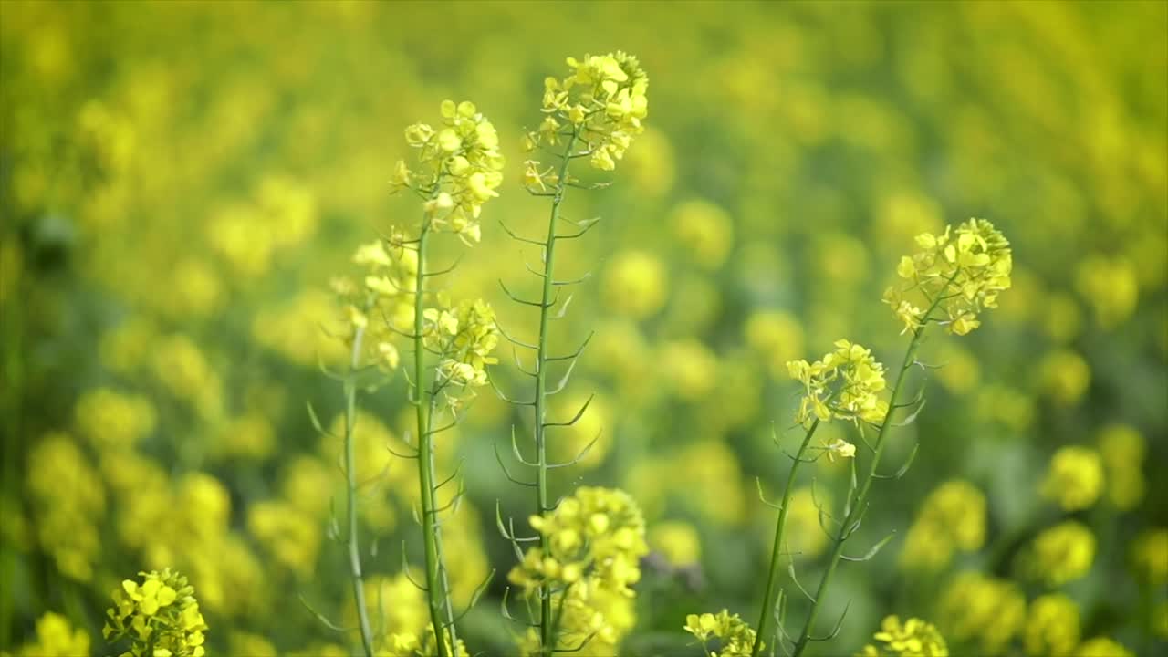 Mustard flowers. Mustard &ndash; mystical flower of happiness and health.