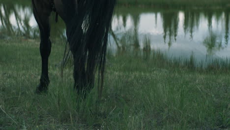 horse walks towards lake through grass