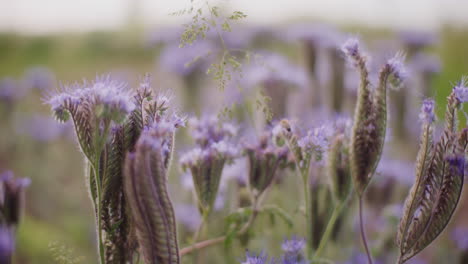 Die-Biene-Arbeitet-Auf-Der-Blumenwiese-Der-Phacelia