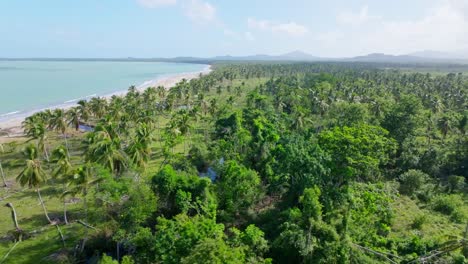 Exuberante-Bosque-De-Palmeras-Y-Playa-Bahia-Esmeralda-Beach,-Miches-En-República-Dominicana