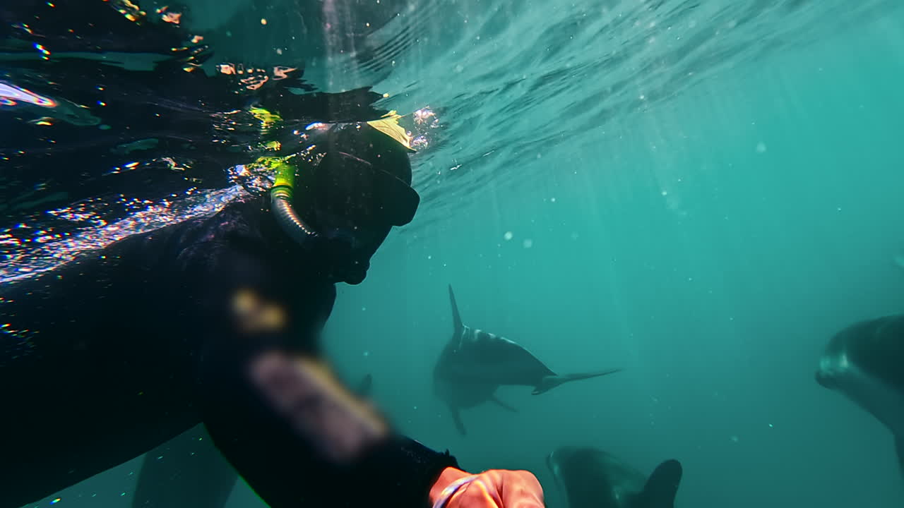 el buzo flota cerca de la superficie del océano en kaikoura, mientras un grupo de delfines oscuros nadan por