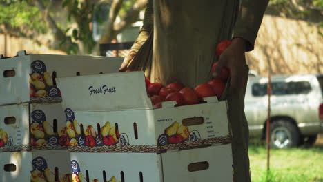 Agricultor-Poniendo-Tomates-De-Una-Cosecha-En-Una-Caja-De-Cartón,-Finca-Rural