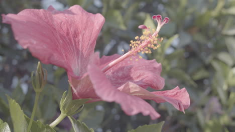 flor rosa en una brisa a cámara lenta