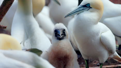 cara de bebé de gannet del norte de cerca en 4k 60 fps cámara lenta tomada en ile bonaventure en percé, quebec, gaspésie, canadá