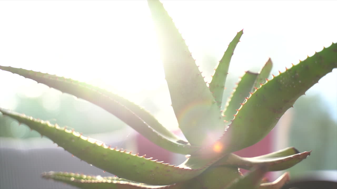 pan right to left of an aloe plant decoration on a farm porch in South Africa