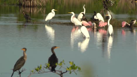 las aves acuáticas se pasean por los everglades de florida