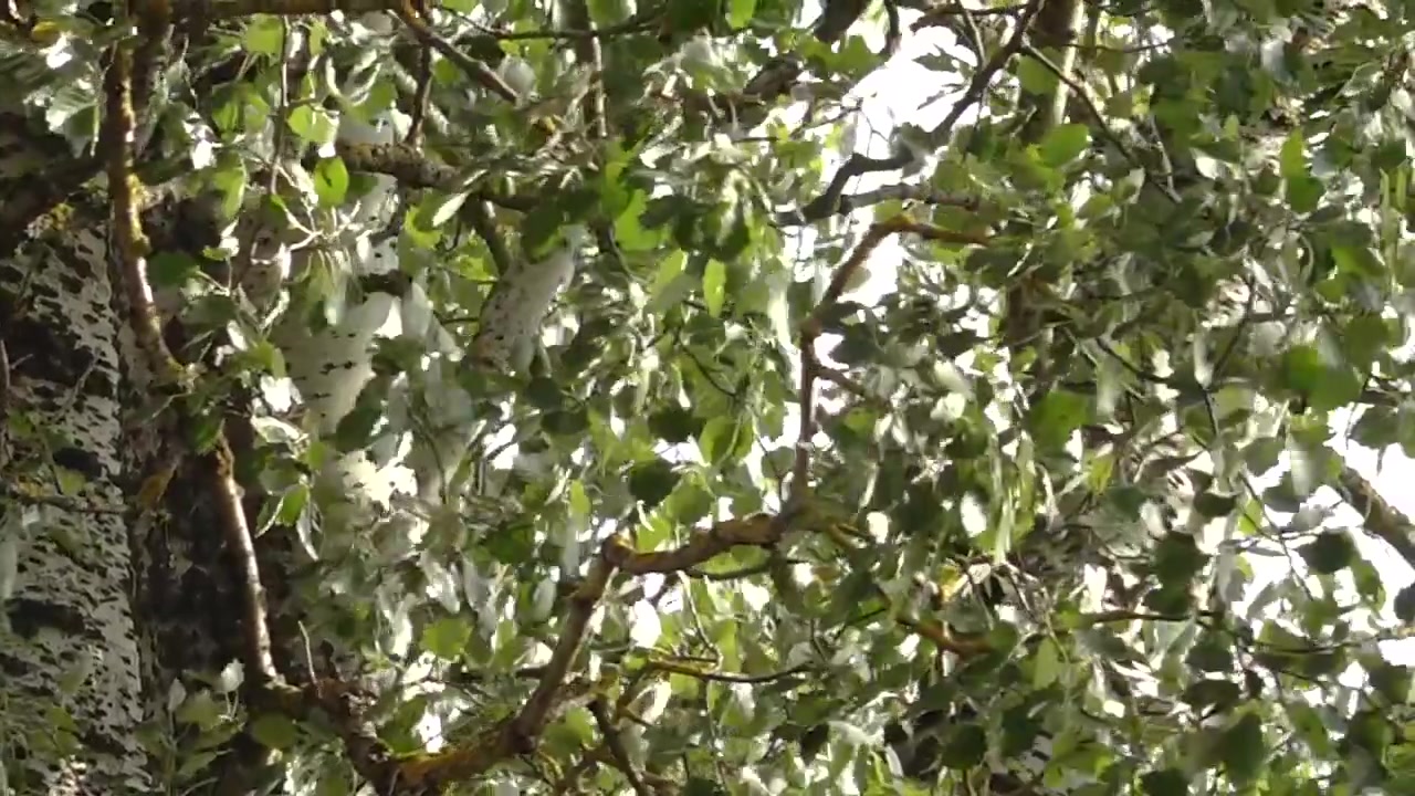 Feuilles d'automne jaunes et vertes éclatantes se déplaçant doucement dans le vent, créant une scène saisonnière dynamique avec un mouvement et une texture naturels.