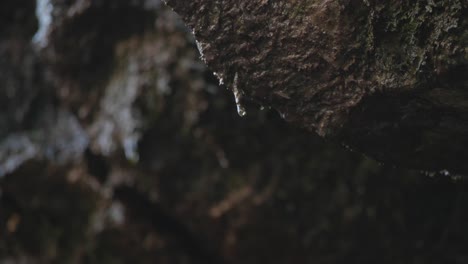 Moss-on-stones-with-dripping-water,-autumn-leaves,-close-up