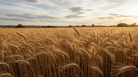 Golden Fields: A Breathtaking View of a Wheat Crop at Sunset, Celebrating the Beauty of Agriculture and Nature&#039;s Richness in Every Grain Under the Sky
