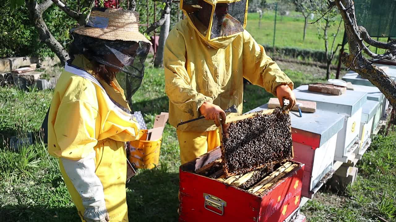 apicultor de abejas que mantiene la rutina de cuidado y mantenimiento en una granja