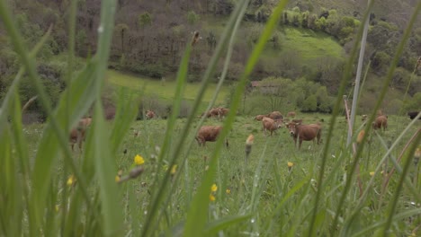 Bewegende-Aufnahme-Brauner-Kühe,-Die-Auf-Einem-Feld-Stehen