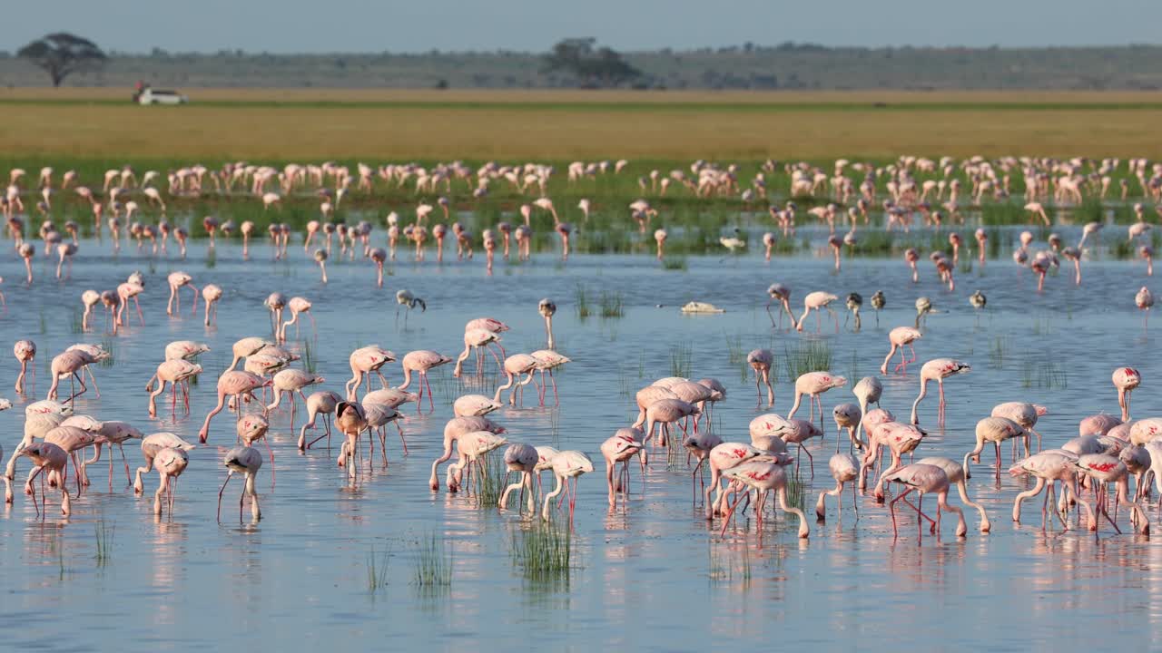 Wide shot of a beautiful scene of a huge flock of flamingos feeding in a lake, Amboseli National Park.