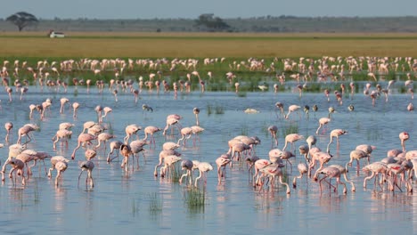 wide shot of a beautiful scene of a huge flock of flamingos feeding in a lake, amboseli national park.