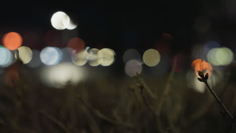 blurred view of colorful lights at night with faint tree branches in the foreground