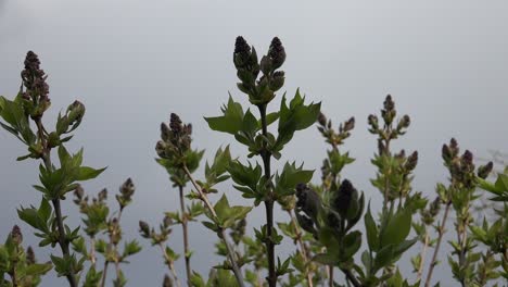 Syringa-Vulgaris-Ist-Eine-Blühende-Pflanzenart-Aus-Der-Familie-Der-Olivengewächse-Oleaceae,-Die-Auf-Der-Balkanhalbinsel-Beheimatet-Ist,-Wo-Sie-Auf-Felsigen-Hügeln-Wächst