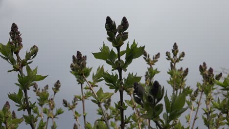 syringa vulgaris es una especie de planta con flores de la familia de las aceitunas oleaceae, nativa de la península balcánica, donde crece en colinas rocosas