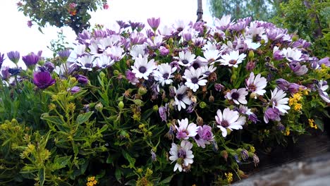 Time-Lapse-of-snails-slithering-around-on-blooming-daisy's-in-the-morning