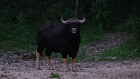 Walking-from-the-left-to-the-center-of-the-frame,-the-Indian-Bison-Bos-gaurus-stopped-and-looked-forward,-while-butterflies-are-flying-in-front-of-it,-at-Kaeng-Krachan-National-Park,-Thailand