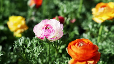 Bunt-Kultivierte-Hybrid-Ranunculus-Blumen,-Die-In-Einem-Blumenbeet-Wachsen---Isoliert-Nah-Oben