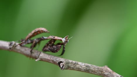 Parablepharis-Kuhlii,-Mantis,-Material-De-Archivo-4k