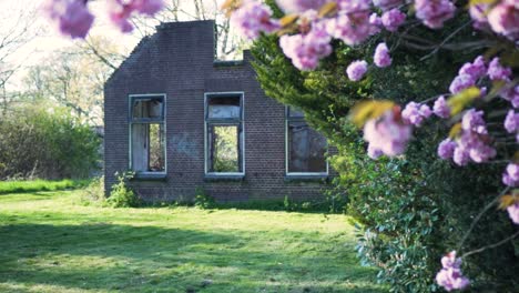 abandoned house in bloom