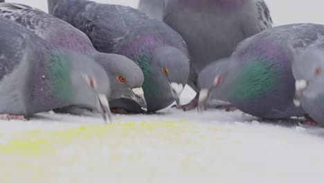 pigeons feeding in the snow