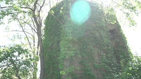 hanging-vines-on-barn-silo-stock-video-footage