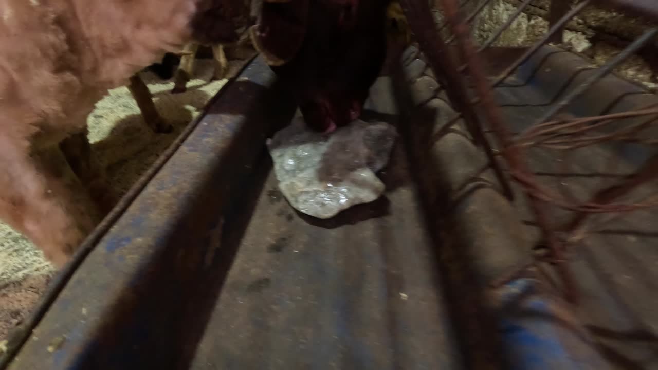 A ram licks a large mineral salt block in a rustic metal trough on a farm, illustrating livestock care, nutrition, and supplementation for healthy sheep in a rural pasture farm environment