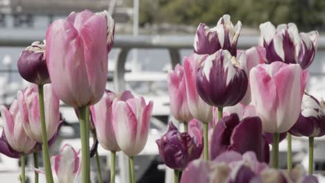 flowers swinging in the wind near stanley park - vancouver canada