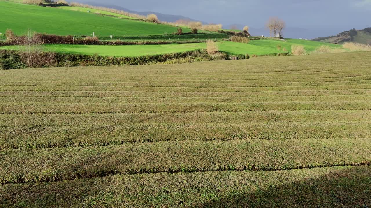 rows of green tea plants growing across plantation fields in São Miguel Azores Portugal
