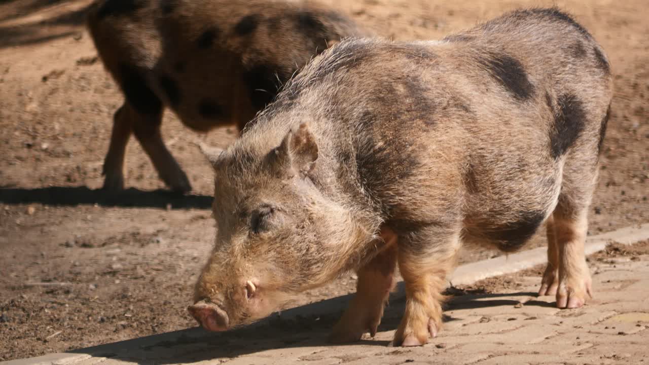 Pigs in natural environment