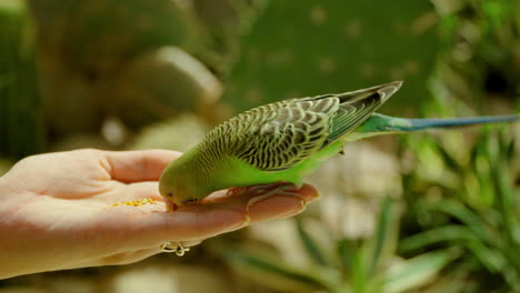 Hungry-Budgerigar-Bird-or-Budgie-Eating-Seeds-From-Female-Palm-in-Petting-Zoo---closeup-slow-motion