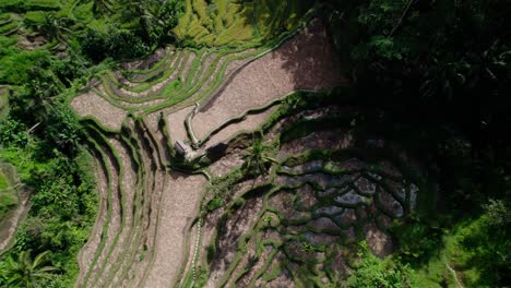 Above-View-Of-Terraced-Rice-Field-In-Tegalalang,-Bali,-Indonesia