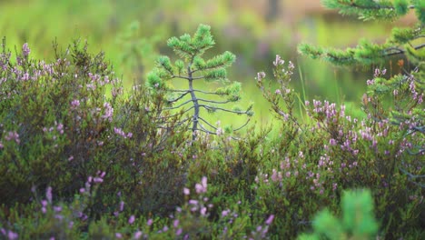 árboles pequeños de pino y arbustos de brezo en flor en los páramos noruegos