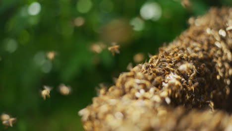 close shot of bees flying into hive