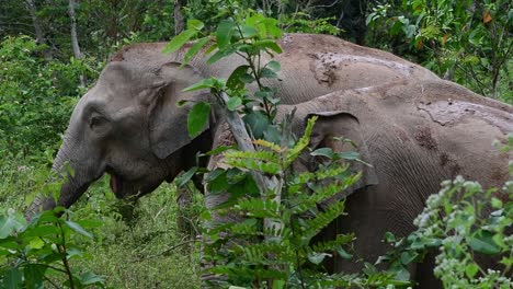 The-Asiatic-Elephants-are-endangered-species-and-they-are-also-residents-of-Thailand