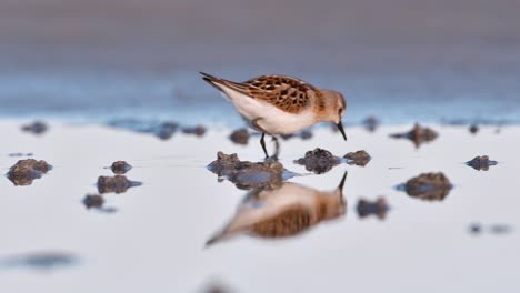 tiny little stint searching for food in a wetland
