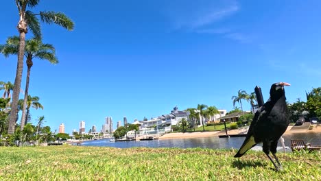 a magpie walks across a sunny lawn