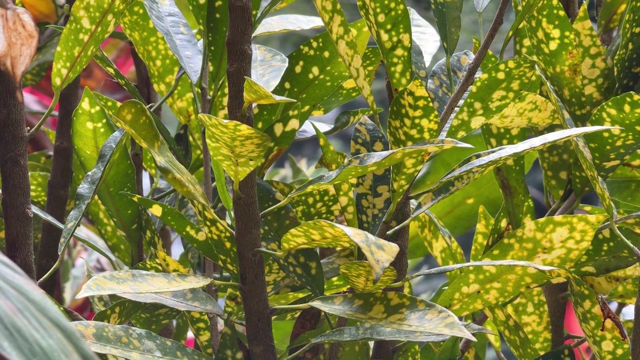 Primo piano di vivaci foglie di Croton maculate alla luce del sole