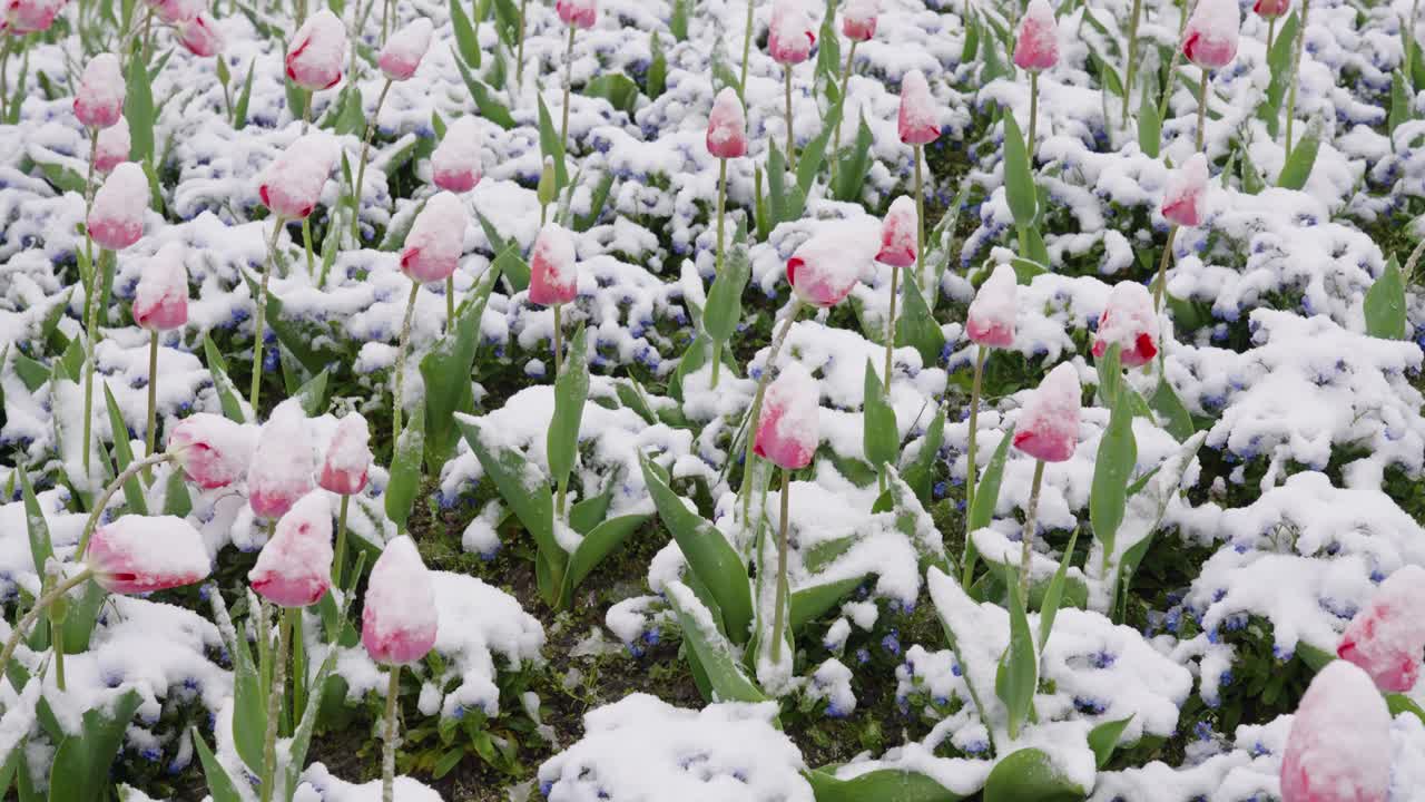 tulipanes blancos y rosados cubiertos de nieve helada y hielo, se balancean suavemente de un lado a otro