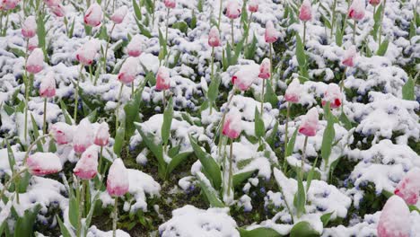 white and pink tulips covered by snow frost and ice, gently sway back and forth