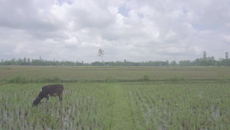 En-Un-Pequeño-Pueblo-De-Bangladesh,-Las-Vacas-Están-Comiendo-Hierba-En-El-Campo-Después-De-Que-El-Cuerpo-Haya-Sido-Cortado-Hasta-La-Raíz