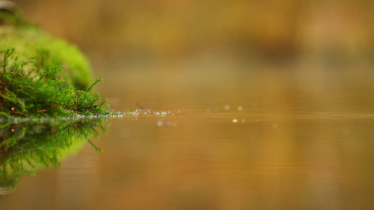 chaffinch común por un estanque en otoño