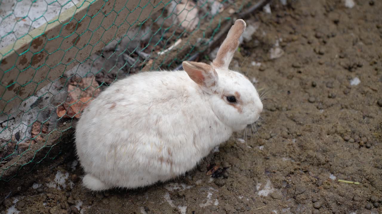 A close-up shot of a cute white rabbit sitting on the muddy ground in its outdoor enclosure at a pet cafe in Pyeongchang, South Korea during winter