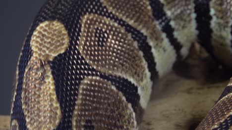 Close-up of Snake Skin Texture