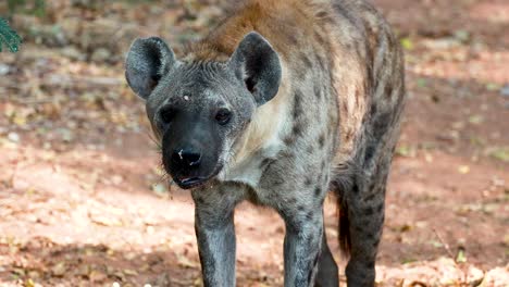 hyena walking through zoo enclosure in thailand